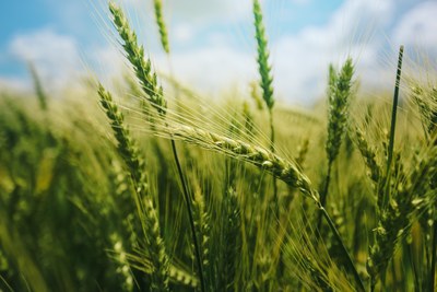 Taste, Texture and extended shelf life, the added value of Hydrated Grains in Bread